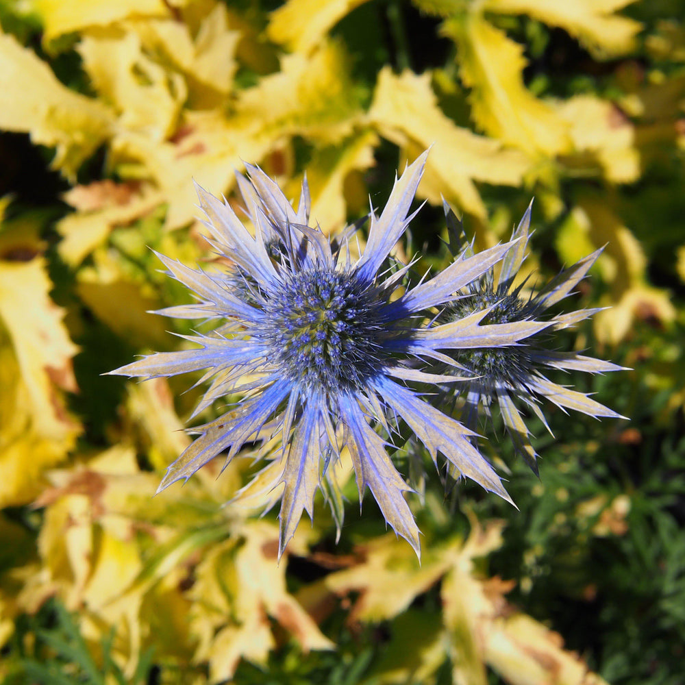 Eryngium x zabelii 'Neptune's Gold' PP27092 ~ Neptune's Gold Sea Holly-ServeScape