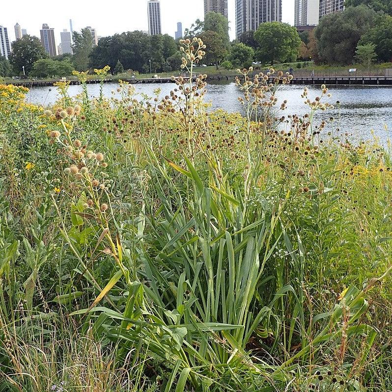 Eryngium yuccifolium ~ Rattlesnake Master-ServeScape