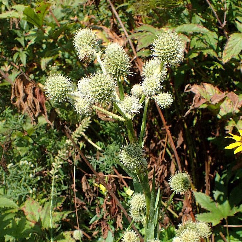 Eryngium yuccifolium ~ Rattlesnake Master-ServeScape