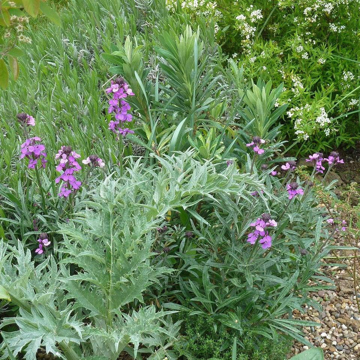 Erysimum 'Bowles's Mauve' ~ Bowles's Mauve Erysimum-ServeScape