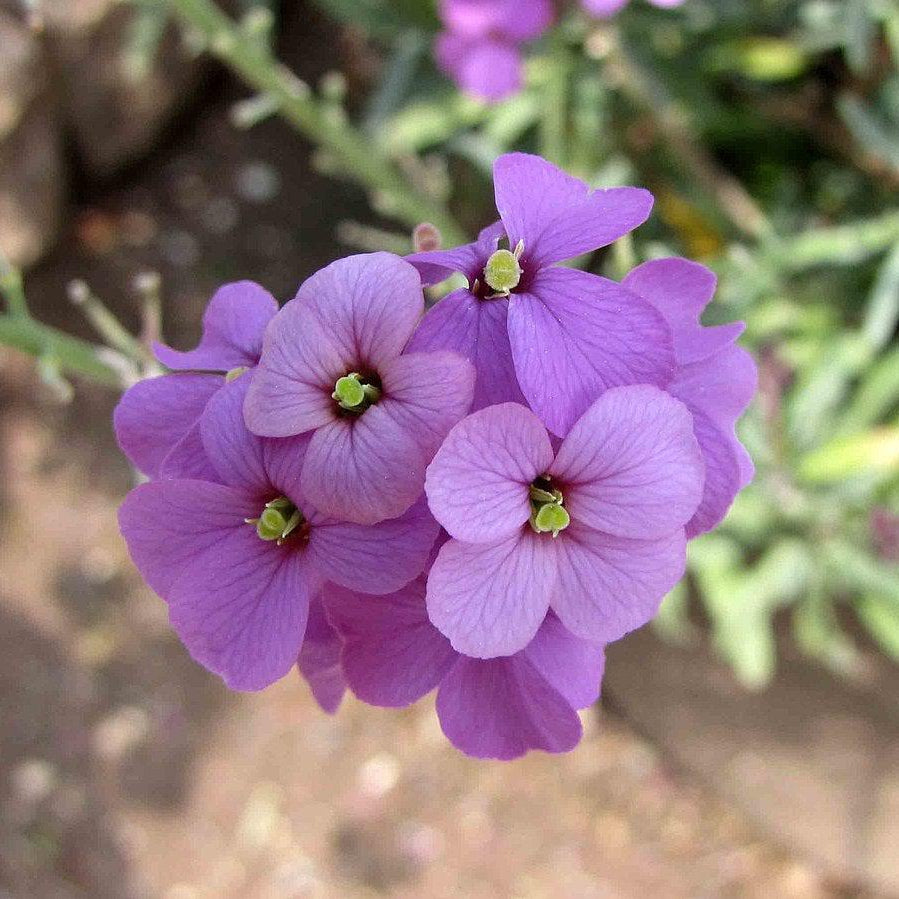 Erysimum 'Bowles's Mauve' ~ Bowles's Mauve Erysimum-ServeScape