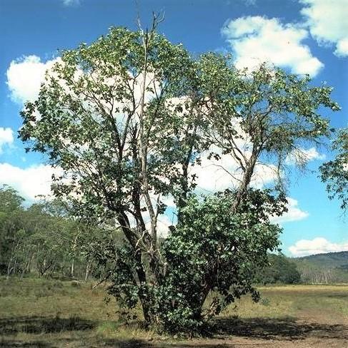 Eucalyptus neglecta 'Big O' ~ Big O Eucalyptus Tree-ServeScape