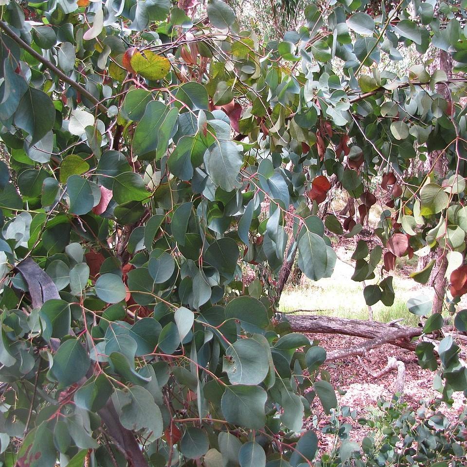 Eucalyptus neglecta 'Big O' ~ Big O Eucalyptus Tree-ServeScape