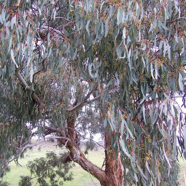 Eucalyptus nicholii 'Angus' ~ Angus Willow-leaf Peppermint Eucalyptus-ServeScape