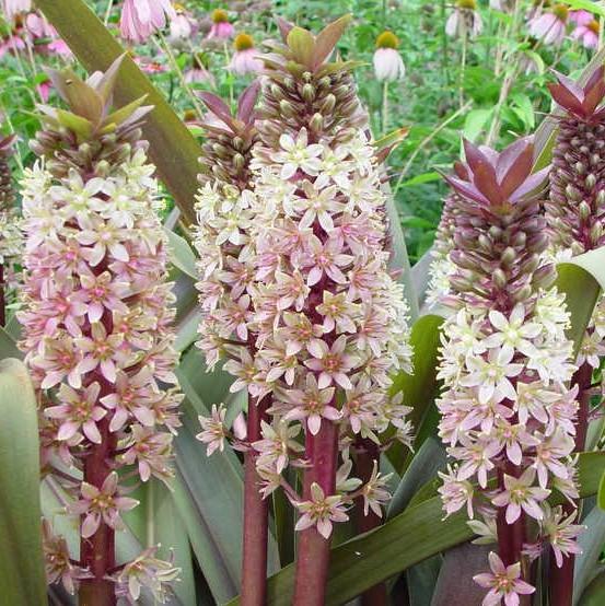 Eucomis comosa 'Sparkling Burgundy' ~ Sparkling Burgundy Pineapple Lily-ServeScape