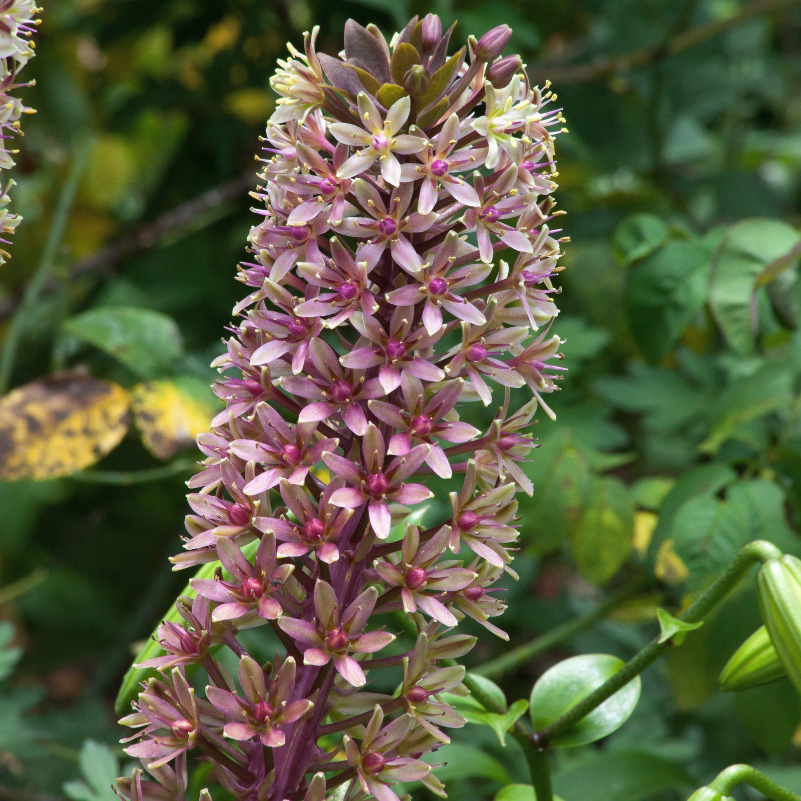 Eucomis comosa 'Tugela Ruby' ~ Tugela Ruby Pineapple Lily-ServeScape