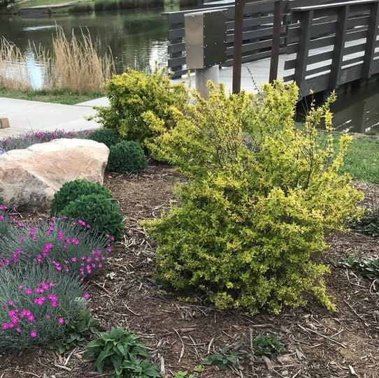 Euonymus japonicus 'Aureomarginatus' ~ Aureomarginatus Japanese Euonymus-ServeScape