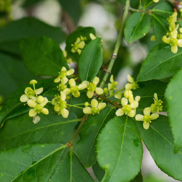 Euonymus alatus 'Compactus' ~ Dwarf-Winged Burning Bush-ServeScape