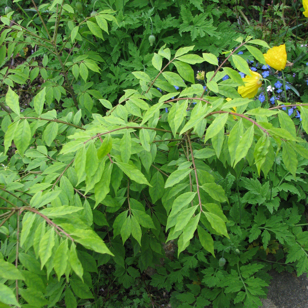 Euonymus alatus 'Compactus' ~ Dwarf-Winged Burning Bush-ServeScape