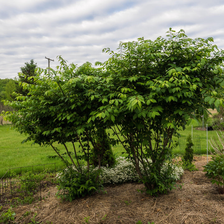Euonymus alatus 'Compactus' ~ Dwarf-Winged Burning Bush-ServeScape