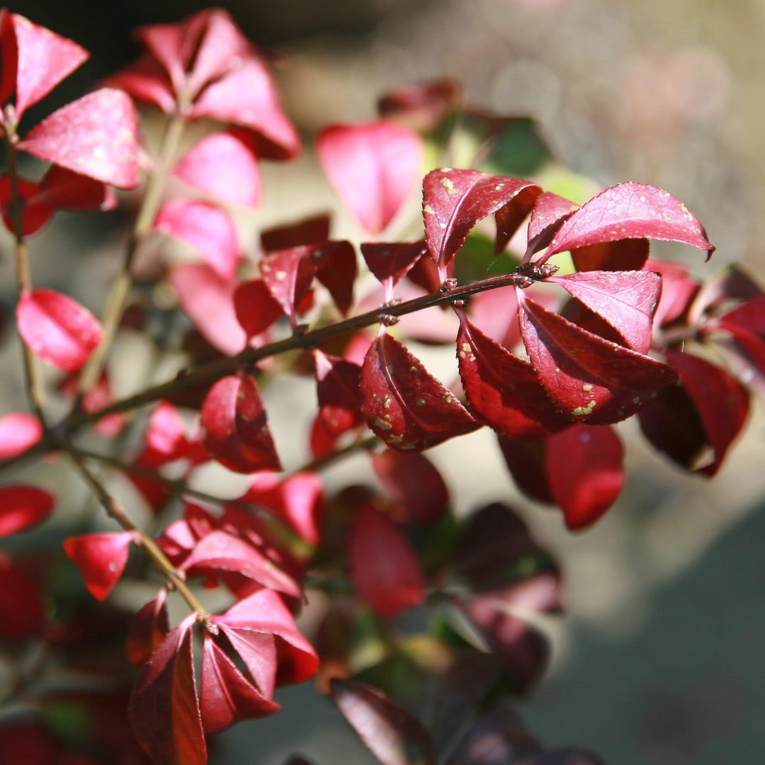 Euonymus alatus 'Compactus' ~ Dwarf-Winged Burning Bush-ServeScape