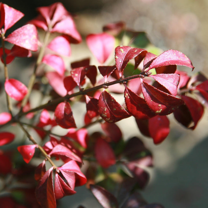Euonymus alatus 'Compactus' ~ Dwarf-Winged Burning Bush-ServeScape