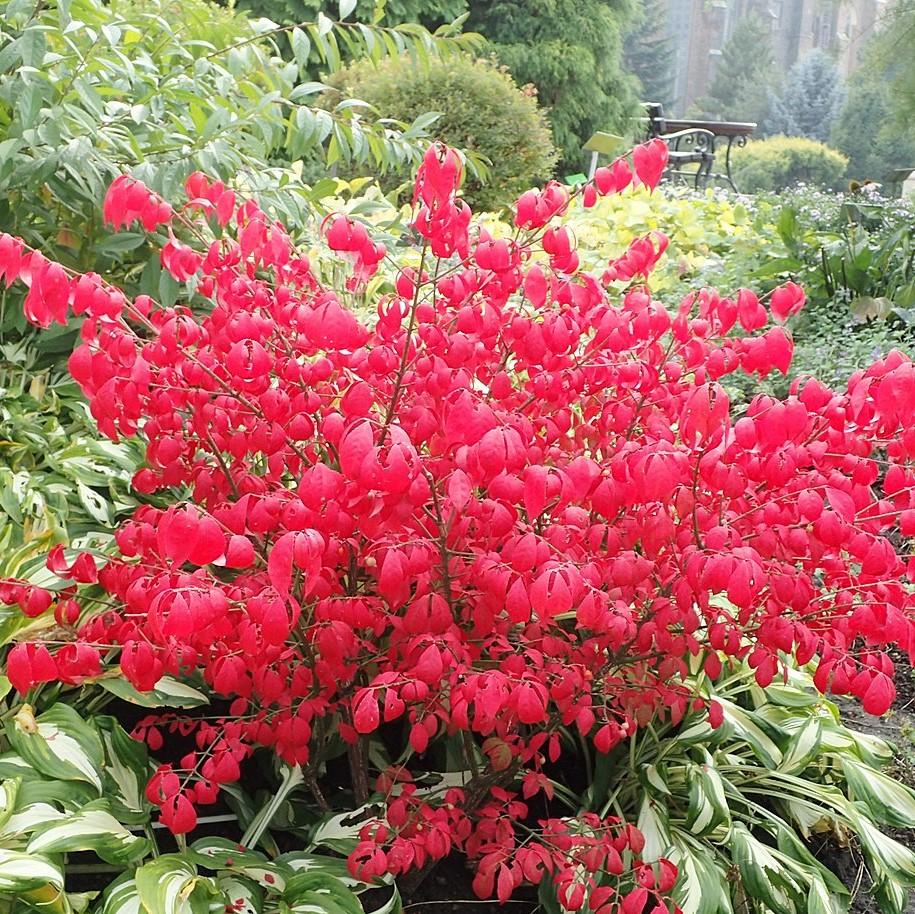 Euonymus alatus 'Compactus' ~ Dwarf-Winged Burning Bush-ServeScape