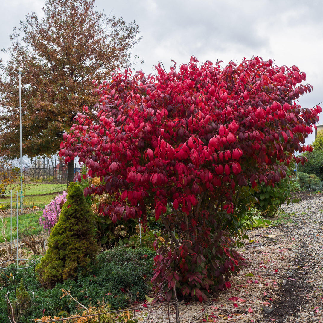 Euonymus alatus 'Compactus' ~ Dwarf-Winged Burning Bush-ServeScape