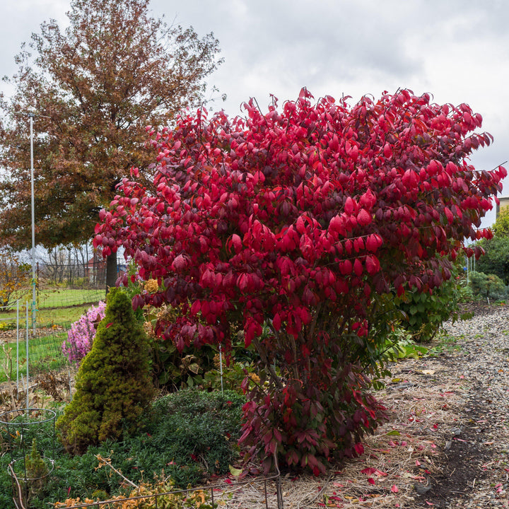 Euonymus alatus 'Compactus' ~ Dwarf-Winged Burning Bush-ServeScape