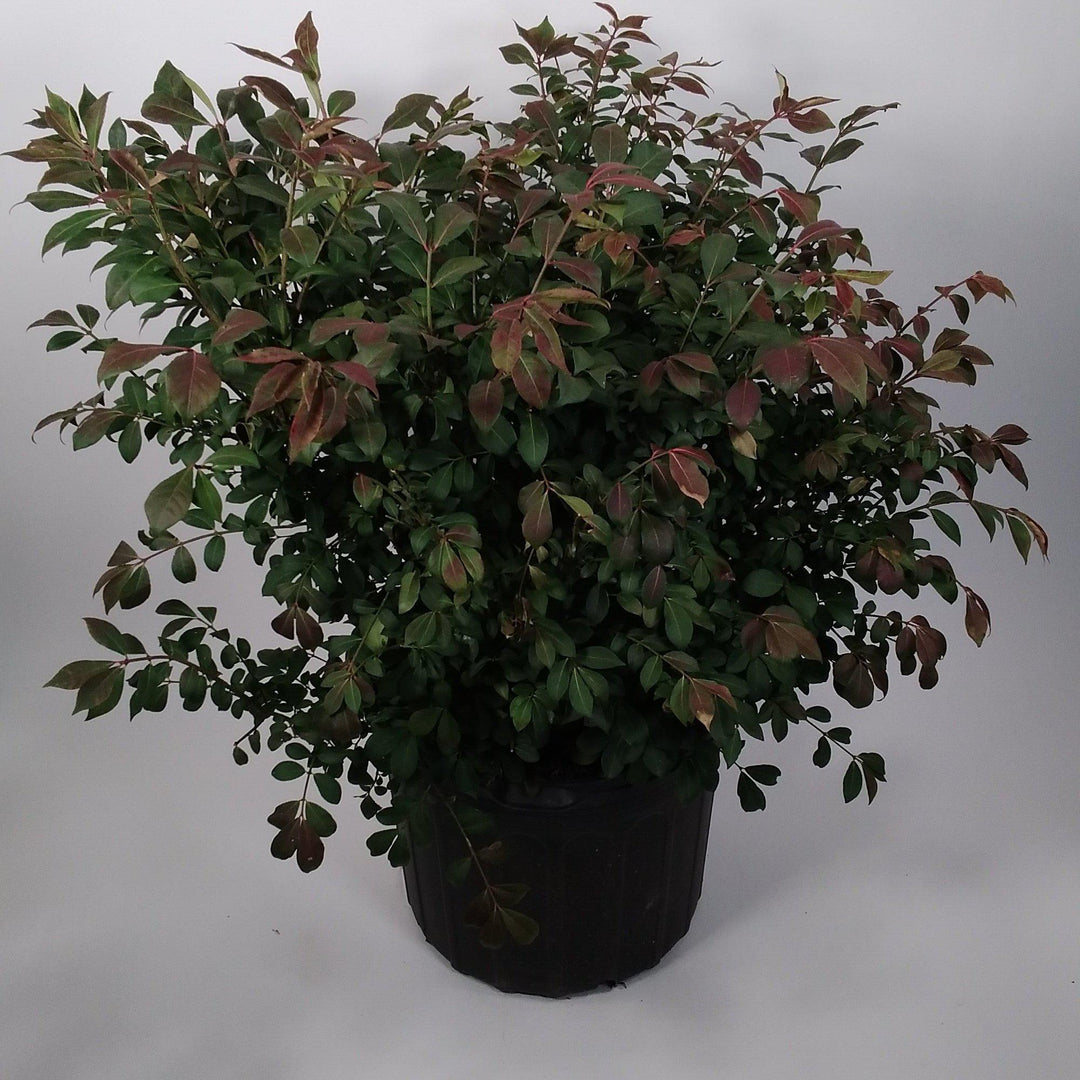 Euonymus alatus 'Compactus' ~ Dwarf-Winged Burning Bush-ServeScape