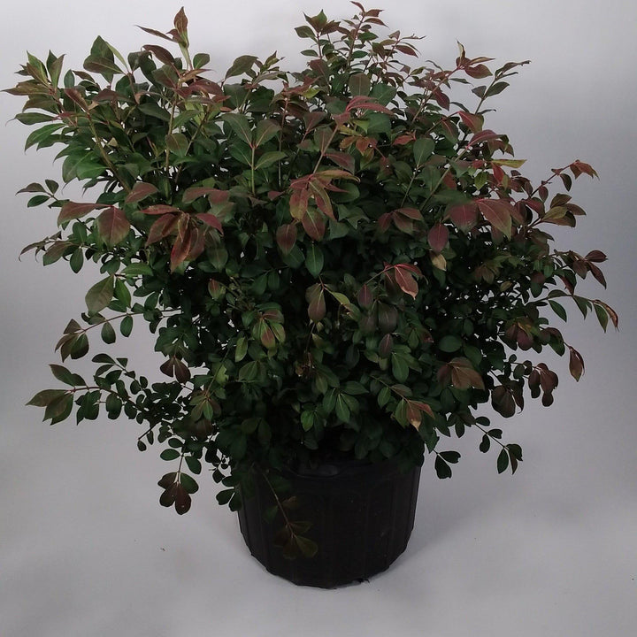 Euonymus alatus 'Compactus' ~ Dwarf-Winged Burning Bush-ServeScape