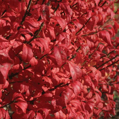 Euonymus alatus ‘Select’ ~ Fire Ball® Burning Bush-ServeScape
