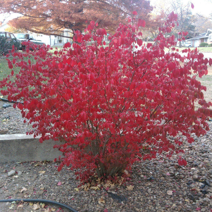 Euonymus alatus ‘Select’ ~ Fire Ball® Burning Bush-ServeScape