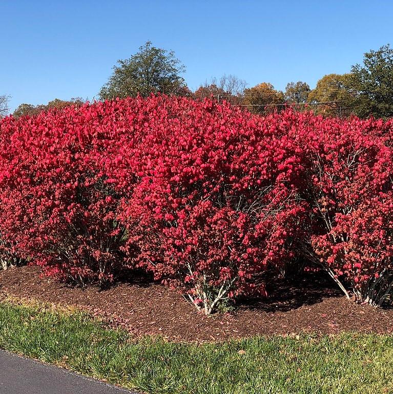 Euonymus alatus ‘Select’ ~ Fire Ball® Burning Bush-ServeScape
