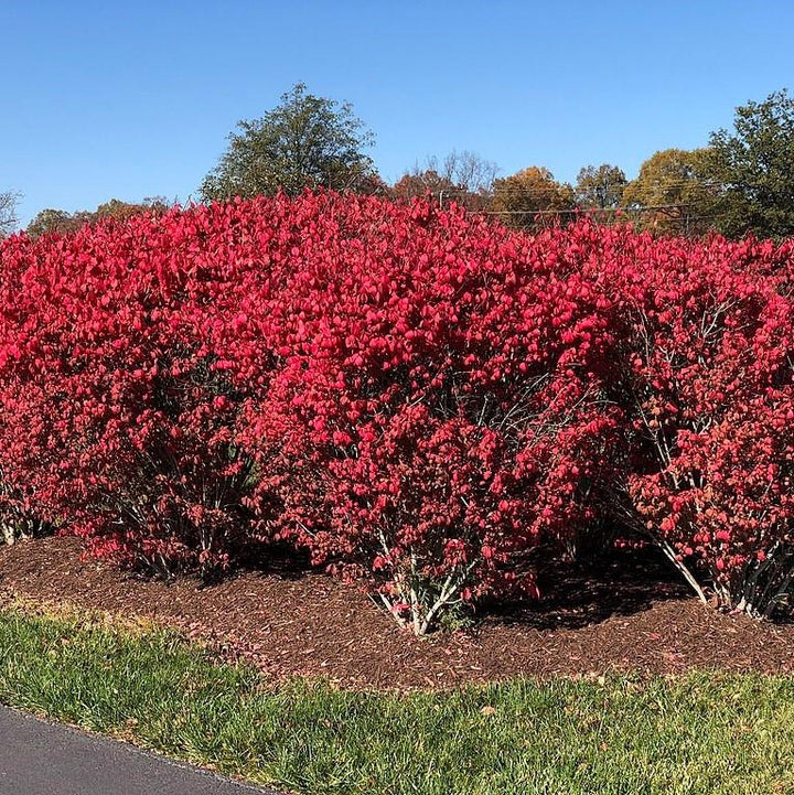 Euonymus alatus ‘Select’ ~ Fire Ball® Burning Bush-ServeScape