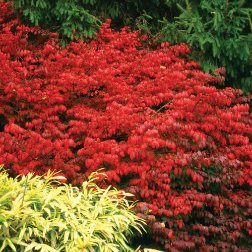 Euonymus alatus ‘Select’ ~ Fire Ball® Burning Bush-ServeScape