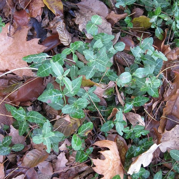 Euonymus fortunei 'Coloratus' ~ Coloratus Euonymus, Wintercreeper-ServeScape