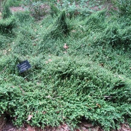 Euonymus fortunei 'Kewensis' ~ Kewensis Euonymus-ServeScape