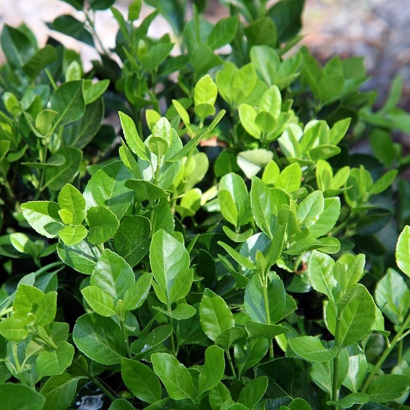 Euonymus kiautschovicus 'Manhattan' ~ Manhattan Euonymus-ServeScape