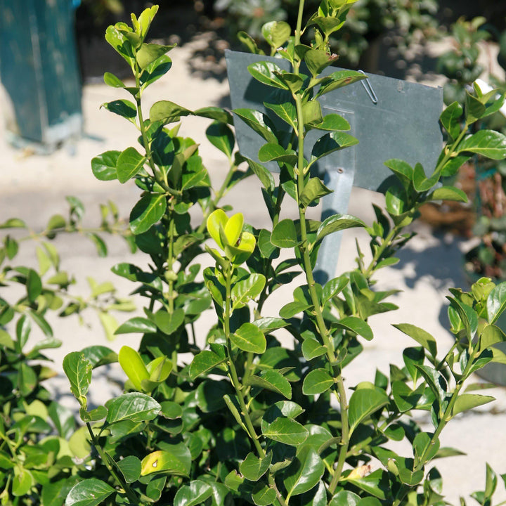 Euonymus kiautschovicus 'Manhattan' ~ Manhattan Euonymus-ServeScape