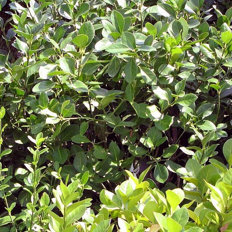 Euonymus kiautschovicus 'Manhattan' ~ Manhattan Euonymus-ServeScape