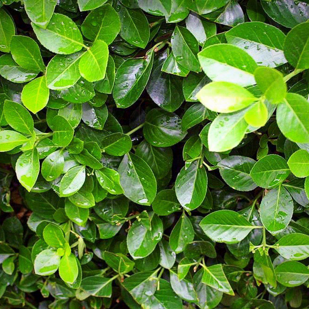 Euonymus kiautschovicus 'Manhattan' ~ Manhattan Euonymus - Delivered By ServeScape