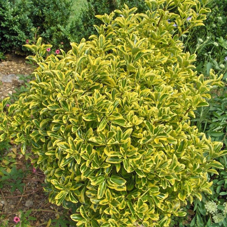 Euonymus japonicus 'Aureomarginatus' ~ Aureomarginatus Japanese Euonymus-ServeScape