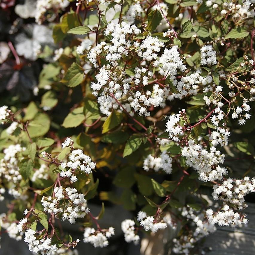 Eupatorium Rugosum 'Chocolate' ~ Chocolate Snakeroot-ServeScape