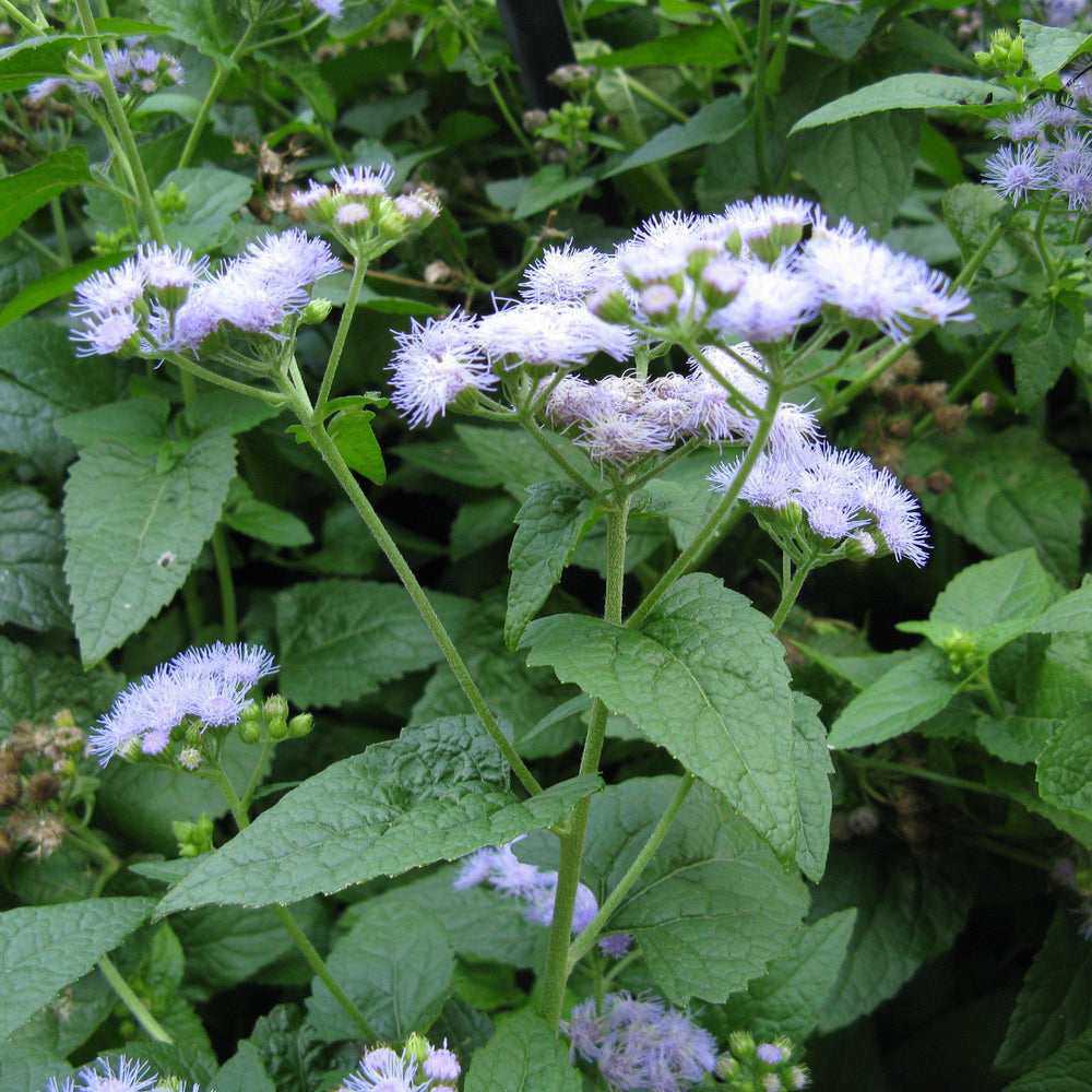 Eupatorium coelestinum ~ Blue Mistflower-ServeScape