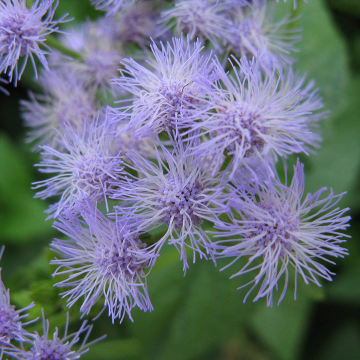 Eupatorium coelestinum ~ Blue Mistflower-ServeScape