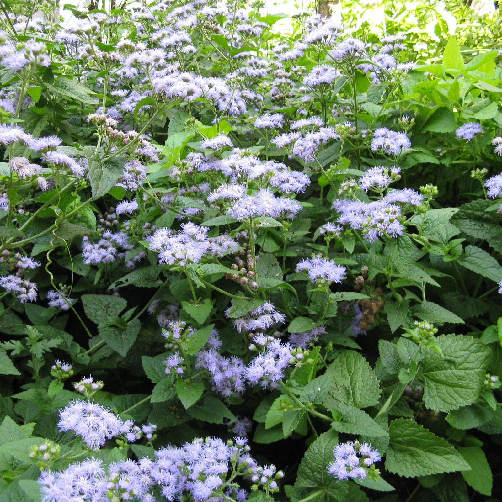 Eupatorium coelestinum ~ Blue Mistflower-ServeScape