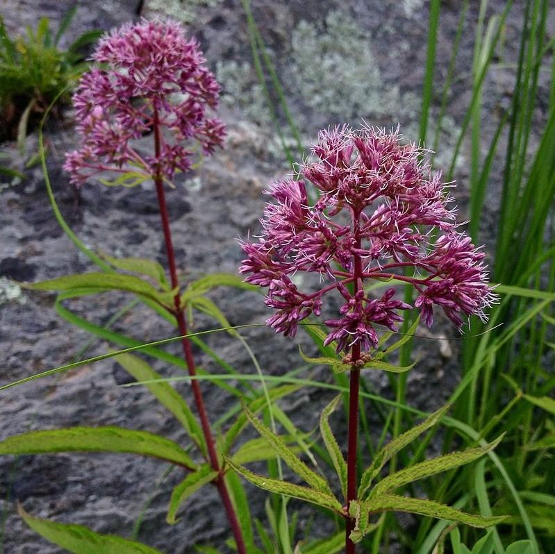 Eupatorium dubium 'Baby Joe' ~ Baby Joe Coastal Plain Joe Pye Weed-ServeScape