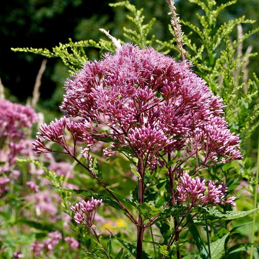 Eupatorium dubium 'Baby Joe' ~ Baby Joe Coastal Plain Joe Pye Weed-ServeScape