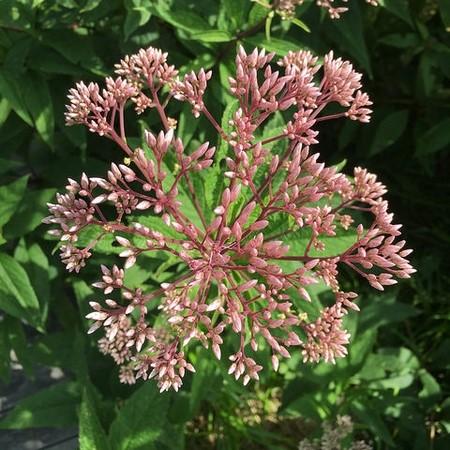 Eupatorium dubium ~ Coastal Plain Joe Pye Weed-ServeScape