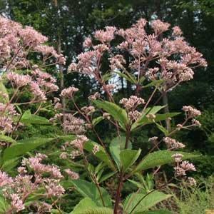 Eupatorium dubium ~ Coastal Plain Joe Pye Weed-ServeScape