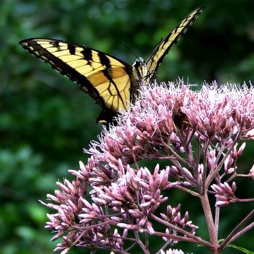 Eupatorium dubium ~ Coastal Plain Joe Pye Weed-ServeScape