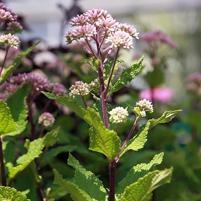 Eupatorium dubium 'Little Joe' ~ Little Joe Coastal Pye Weed-ServeScape