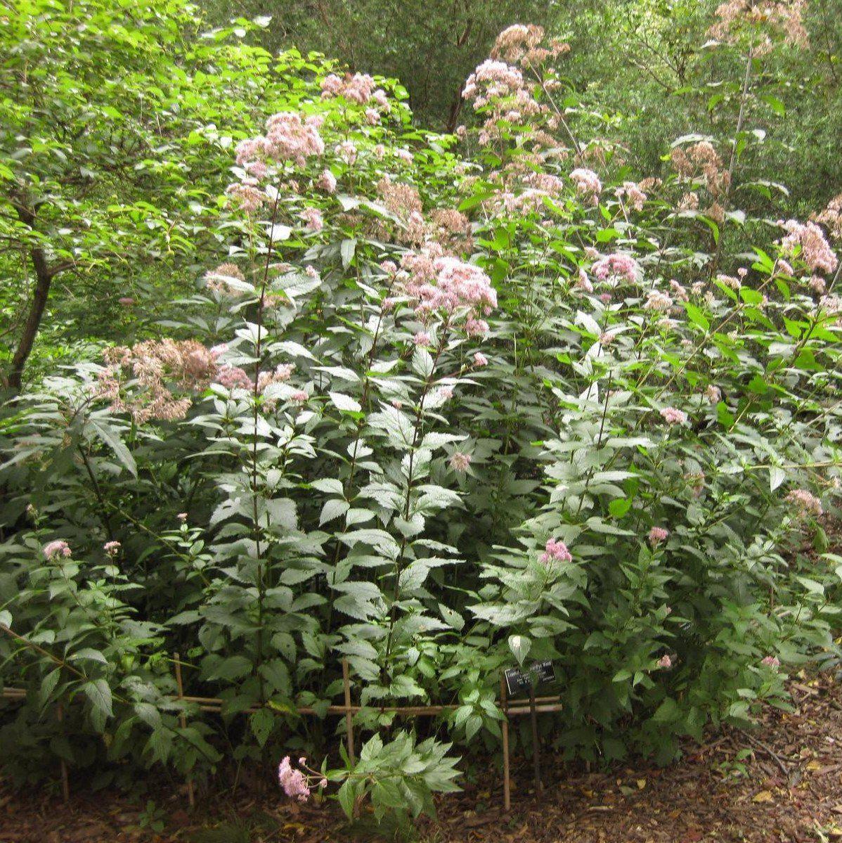 Eupatorium dubium 'Little Joe' ~ Little Joe Coastal Pye Weed-ServeScape