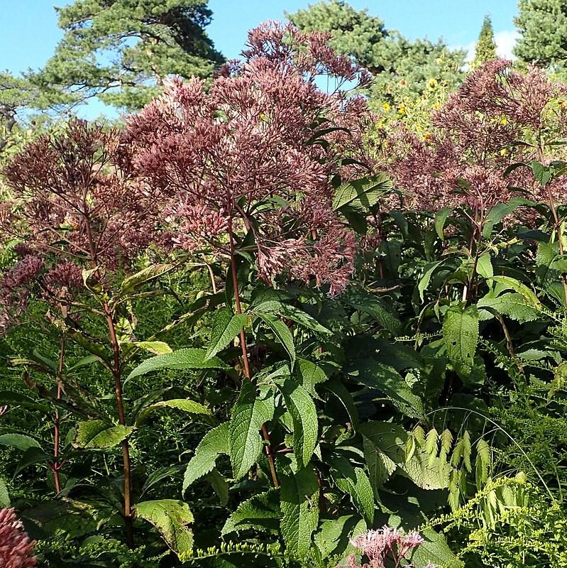 Eupatorium maculatum 'Gateway' ~ Gateway Joe Pye Weed