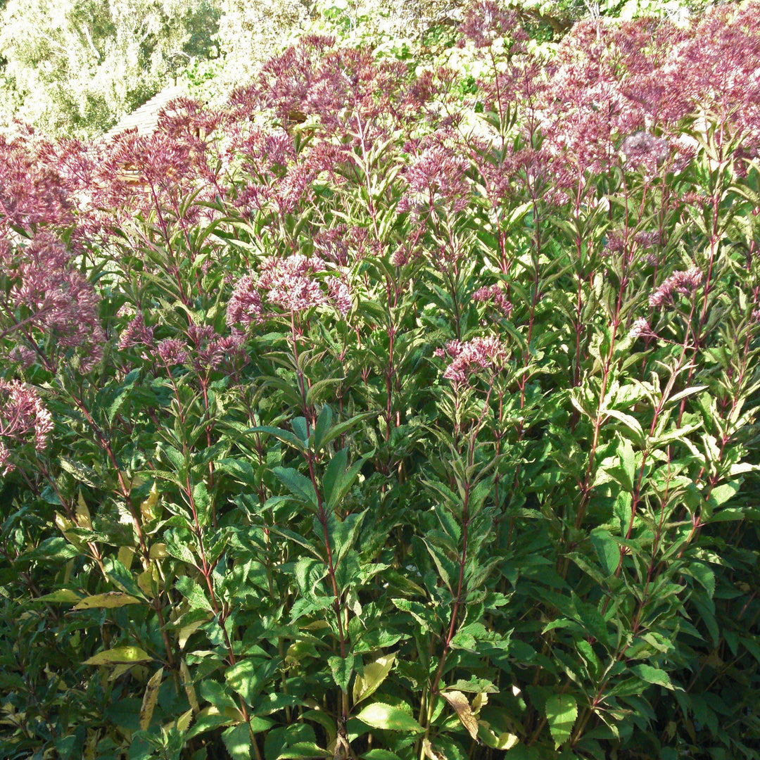 Eupatorium maculatum 'Gateway' ~ Gateway Joe Pye Weed