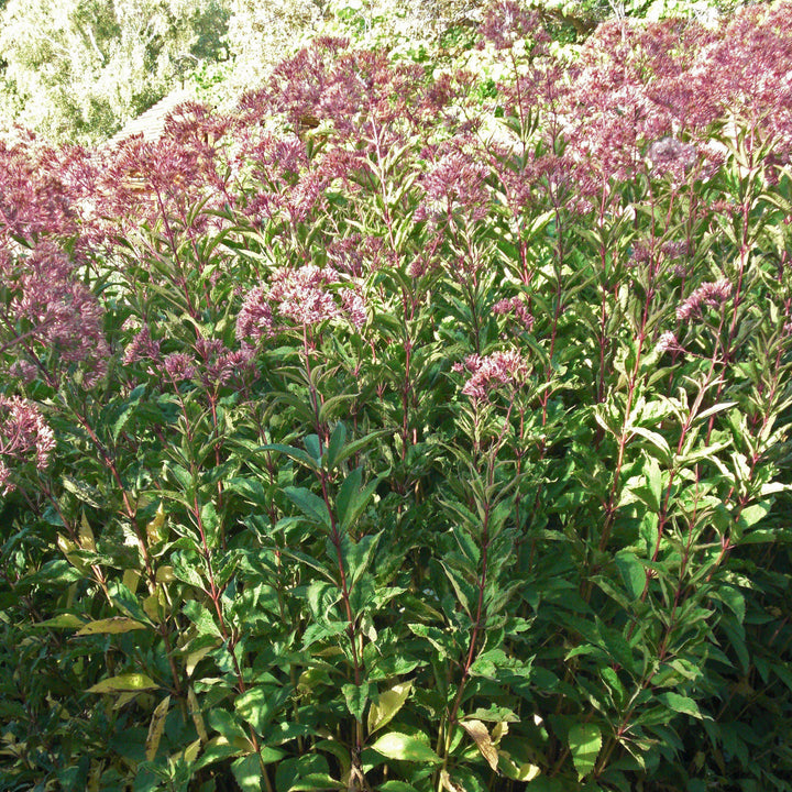 Eupatorium maculatum 'Gateway' ~ Gateway Joe Pye Weed