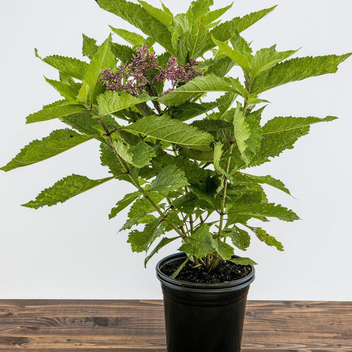 Eupatorium maculatum 'Gateway' ~ Gateway Joe Pye Weed