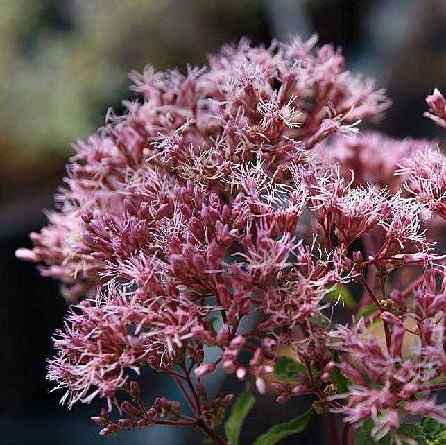 Eupatorium maculatum 'Gateway' ~ Gateway Joe Pye Weed
