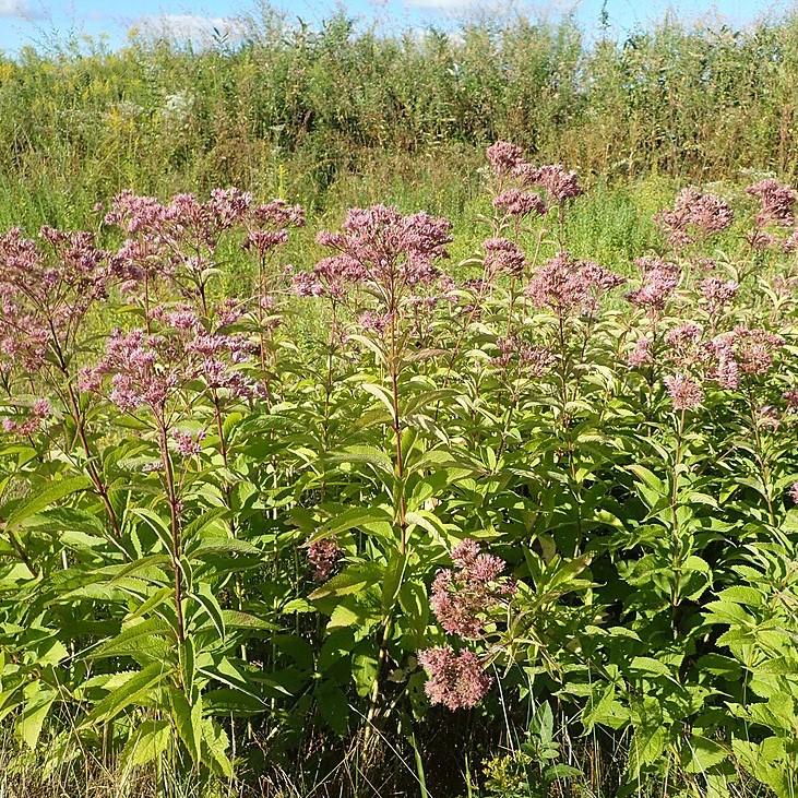 Eupatorium maculatum ~ Spotted Joe Pye Weed-ServeScape